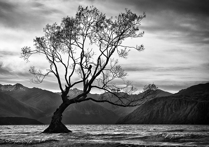 769 - lone tree - DAVIDSON Jenny - australia.jpg